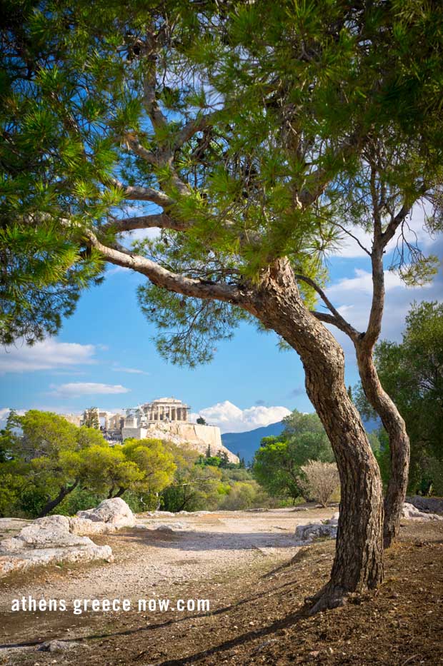 Tree with Acropolis background Athens Greece