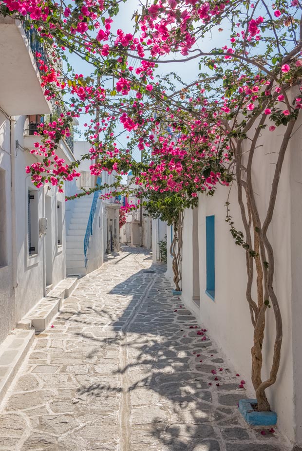 Mykonos Island Walkway with blossoms