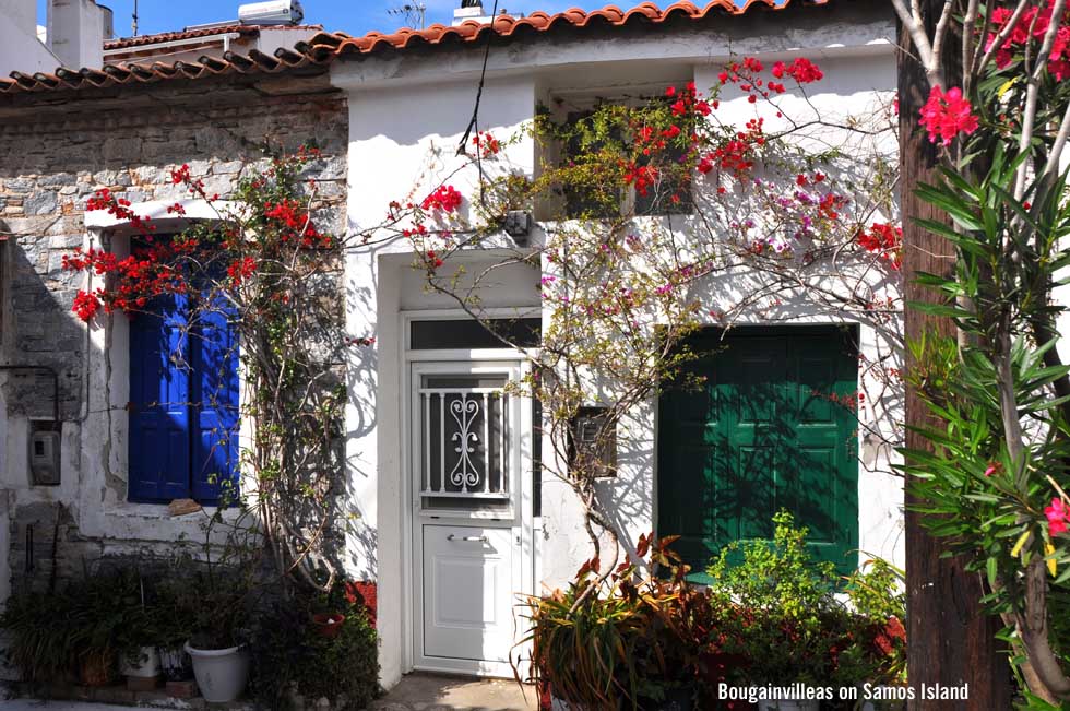 Bougainvilleas on a house on Samos