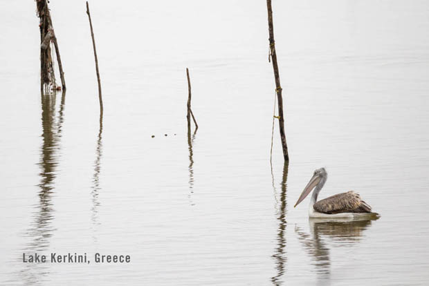 Pelican on Lake Kirkini in Greece