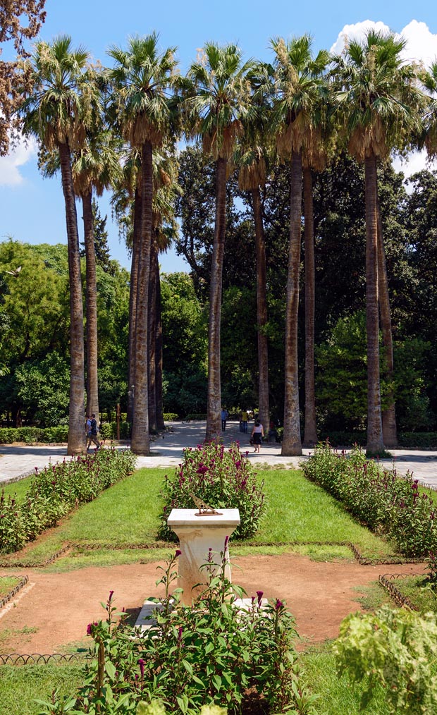 Palm trees at the National Gardens in Athens Greece