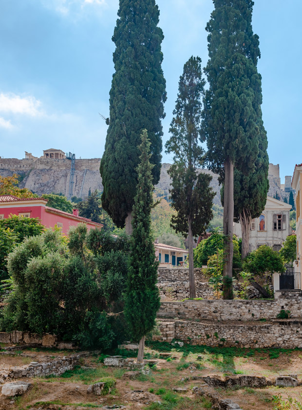 Cypress trees Athens Greece Acropolis