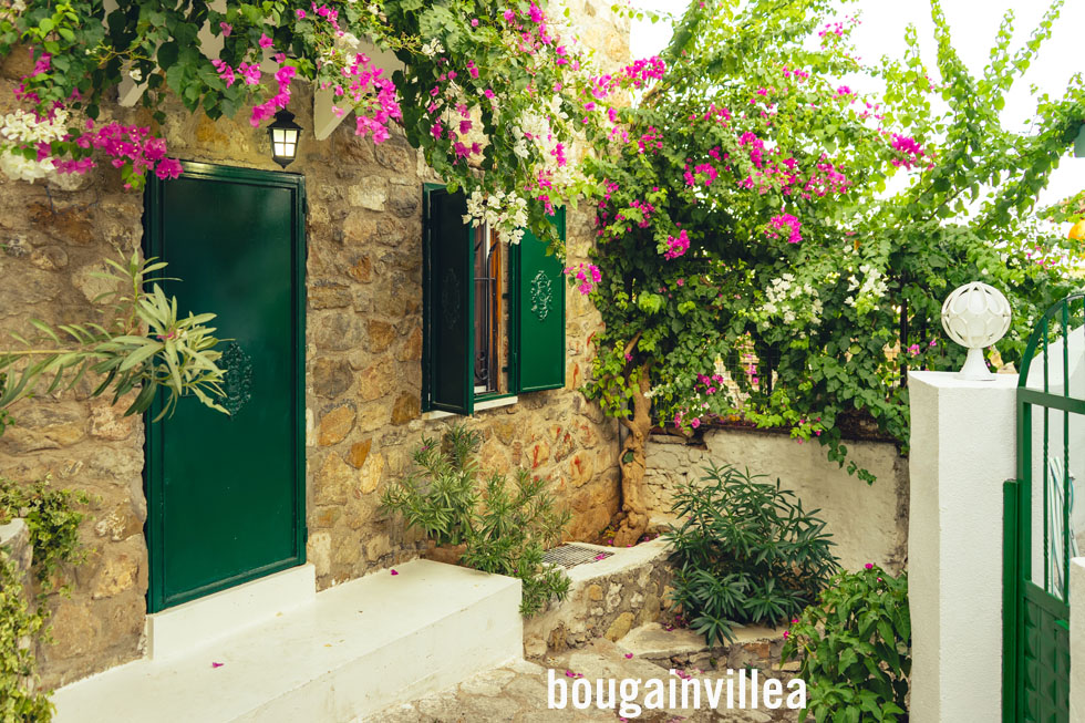 bougainvillea